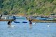 Thailand: Dogs enjoying themselves in the bay, Ao Lo Dalum (Lo Dalum Bay), Ko Phi Phi Don, Ko Phi Phi